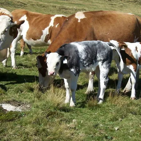 Boabauer Apartment Tamsweg