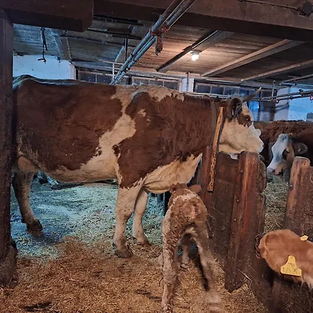 Boabauer * 탐스베그